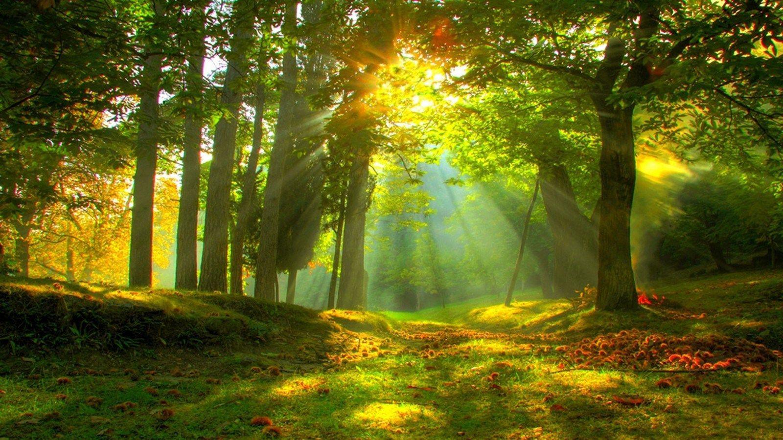 1600X900 Forest Wallpapers - Top Free 1600X900 Forest Backgrounds ...