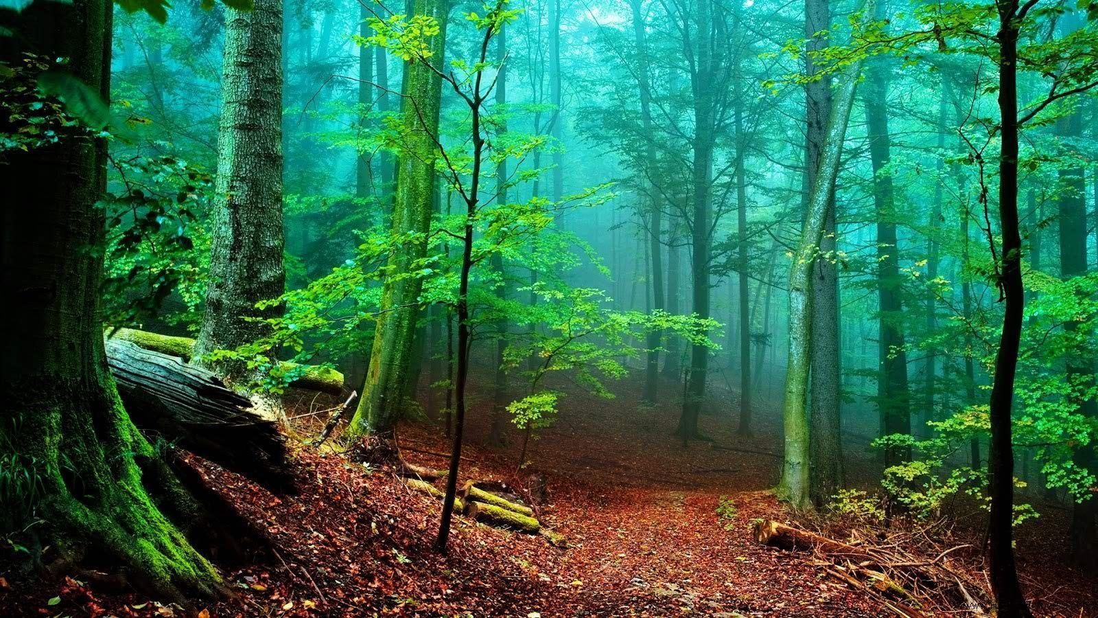 1600x900 Desktop Wallpaper. Evolution Wallpaper. Forest