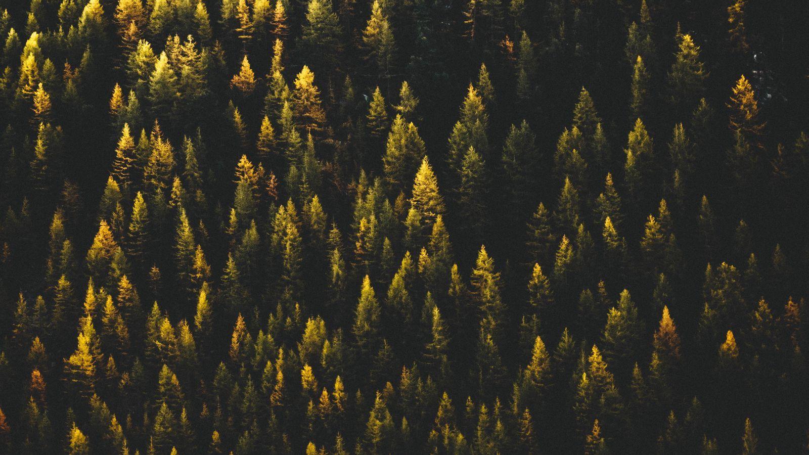 1600x900 Download wallpaper 1600x900 trees, top view, forest widescreen 16