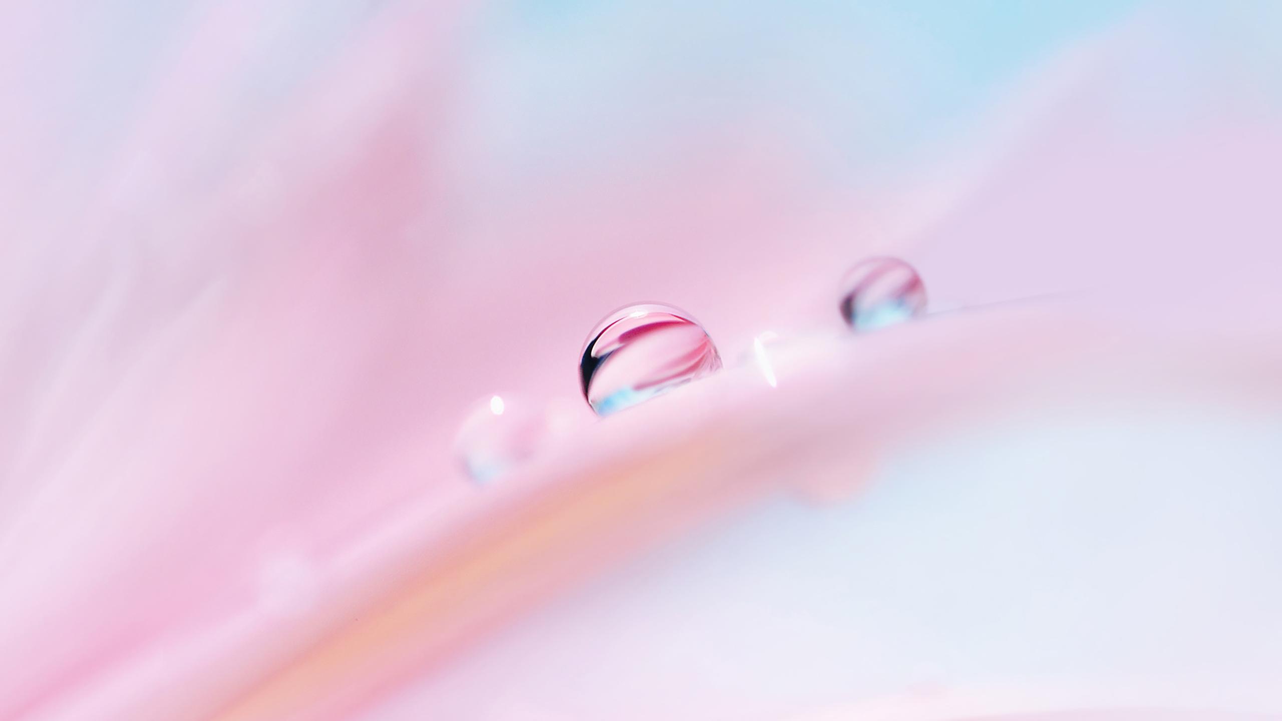 2560x1440 Dew Drops Macro Wallpaper