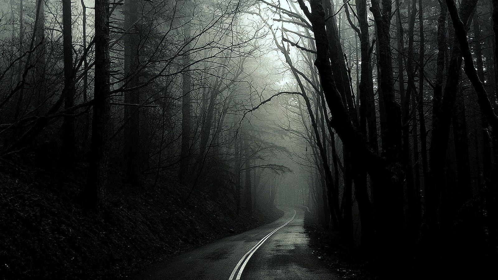 1600x900 Black forest Desktop wallpaper 1600x900