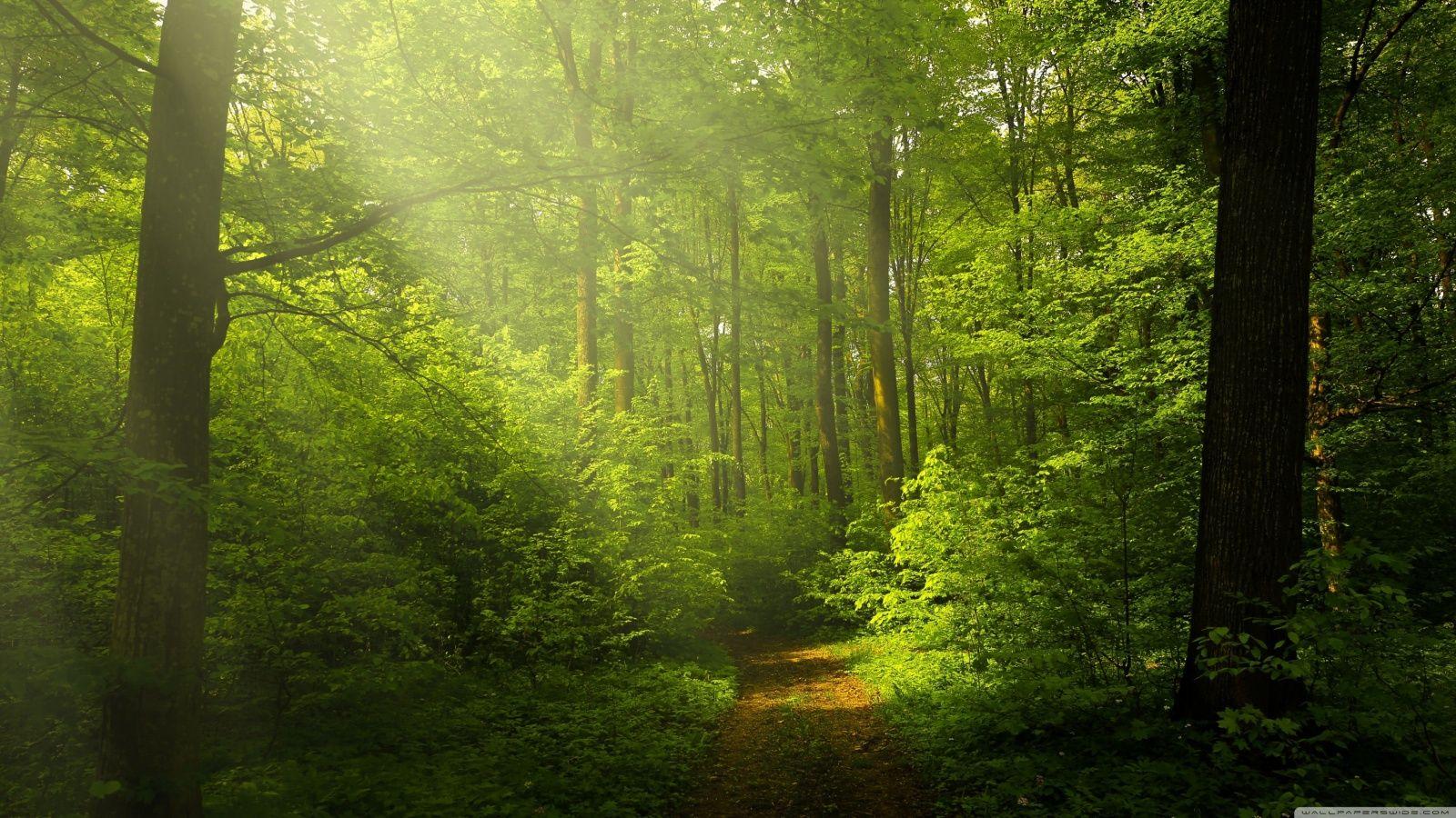 Hình nền 1600x900 Dreamy Walkwayest - 1600x900 https://wallpaperaccess.com/full/3126563.jpg