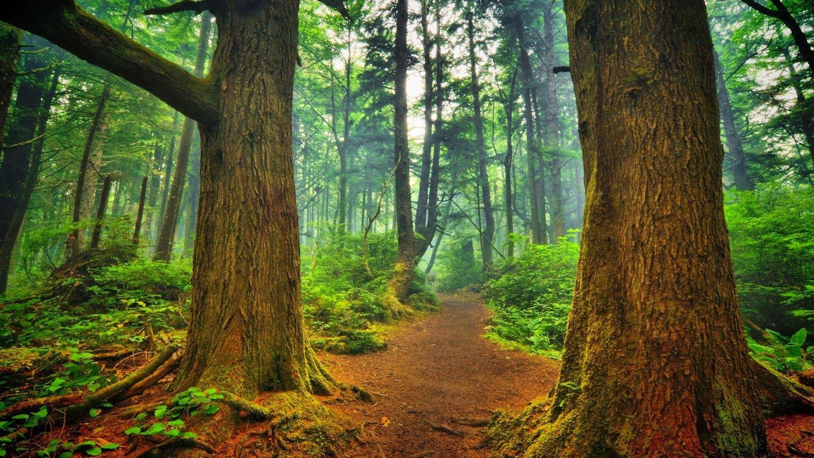 1600x900 Free download HD Wallpaper 1080p Forest Mobile wallpaper
