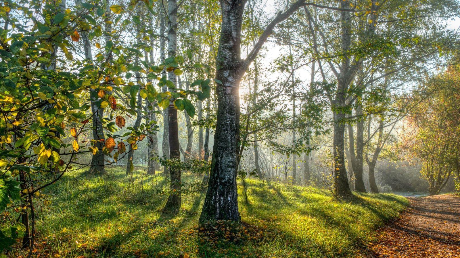 1600x900 Spring birch forest Desktop wallpaper 1600x900
