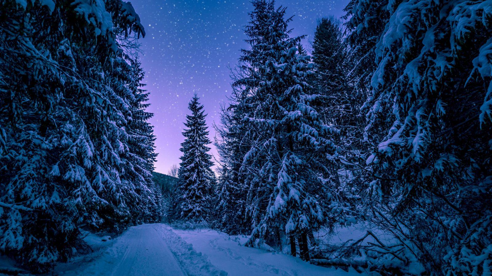 1600x900 Download 1600x900 wallpaper forest, trees, night, winter