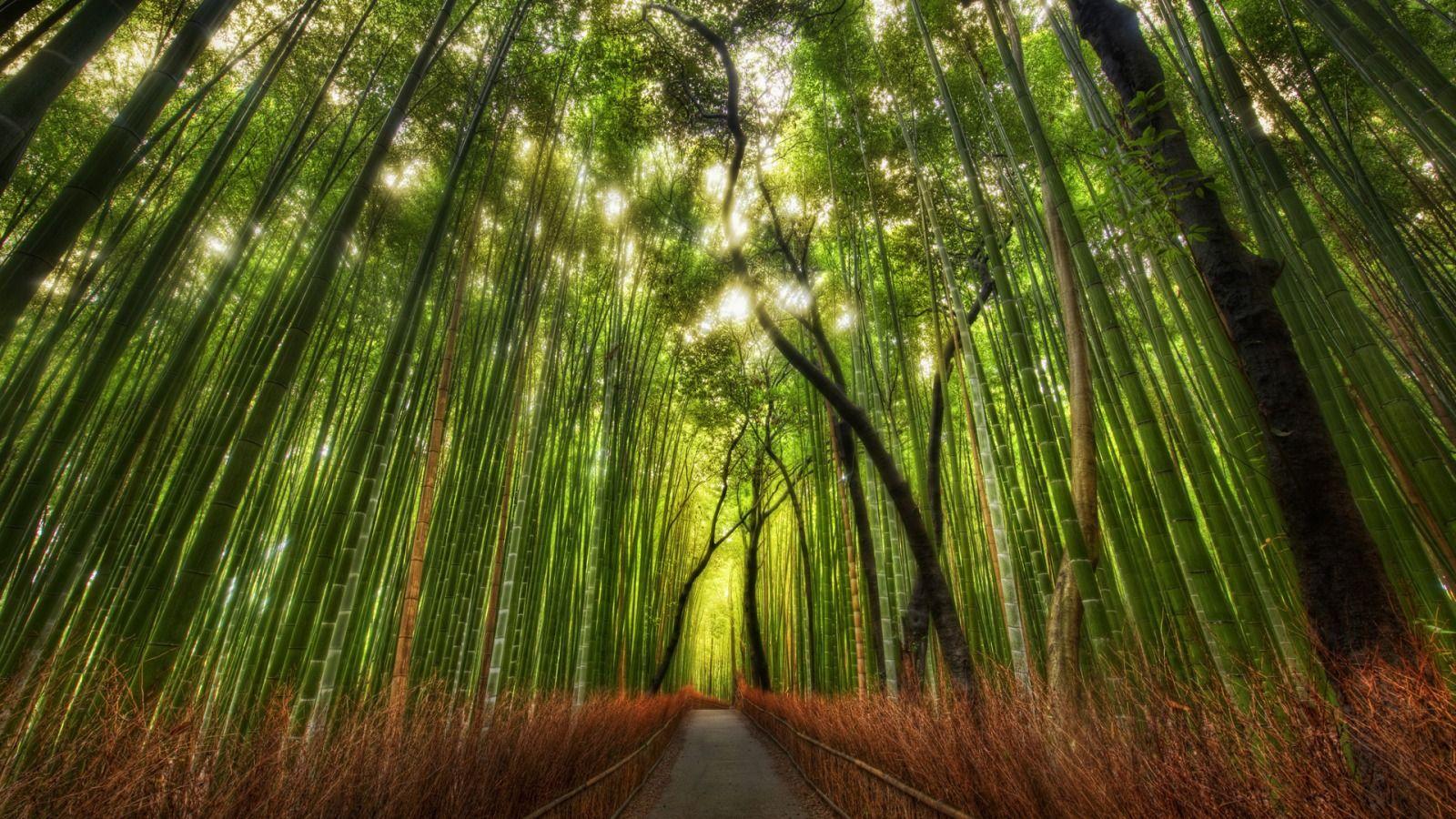Hình nền rừng tre 1600x900 Hdr https://wallpaperaccess.com/full/3126605.jpg