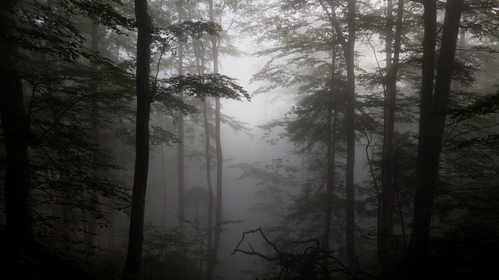 1600x900 Foggy Forest Wallpaper Wallpaper 37006 Background Foggy