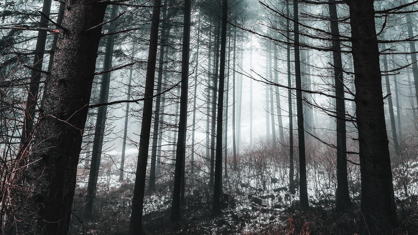 1600X900 Forest Wallpapers - Top Free 1600X900 Forest Backgrounds ...