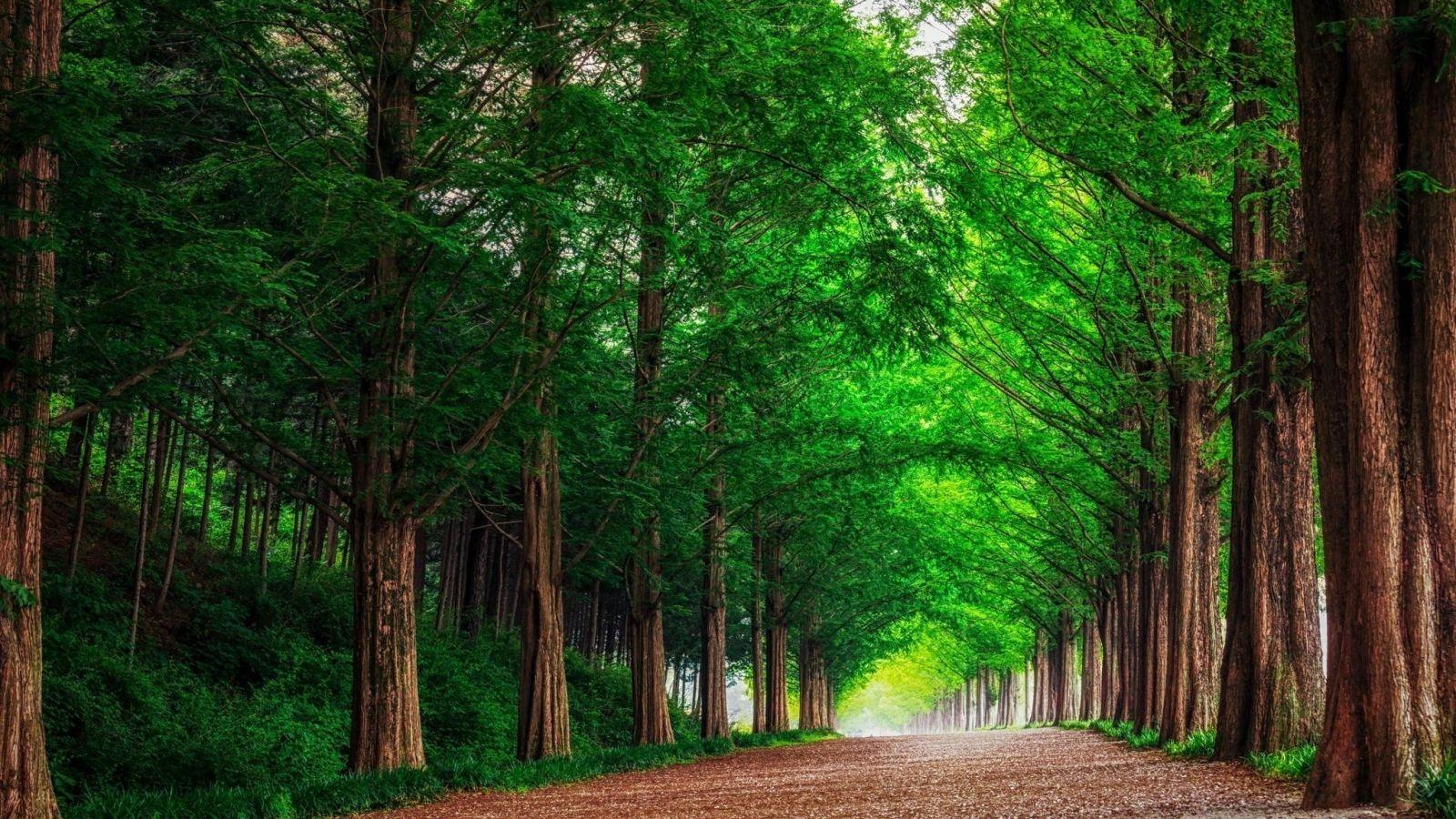 1600x900 rừng, đường, cây 1600x900 Độ phân giải Hình nền, HD https://wallpaperaccess.com/full/3126626.jpg