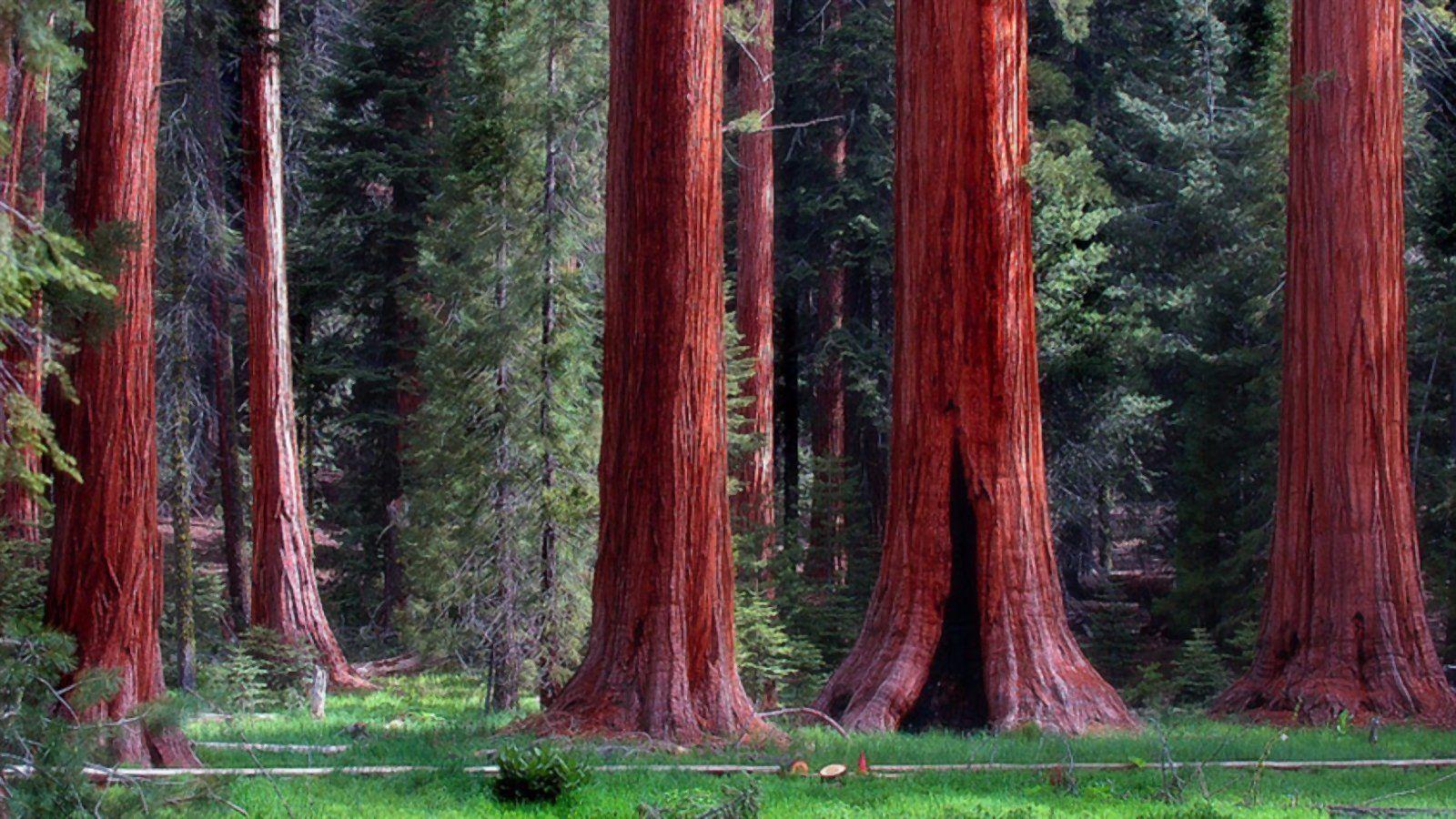 1600x900 Redwood Forest Wallpaper and Background Imagex900