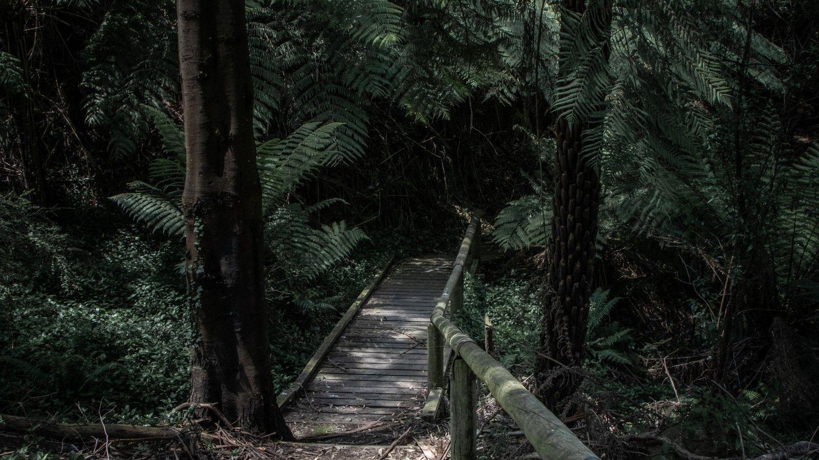 1600x900 Download 1600x900 Forest, Bridge, Trees, Fern Wallpaper