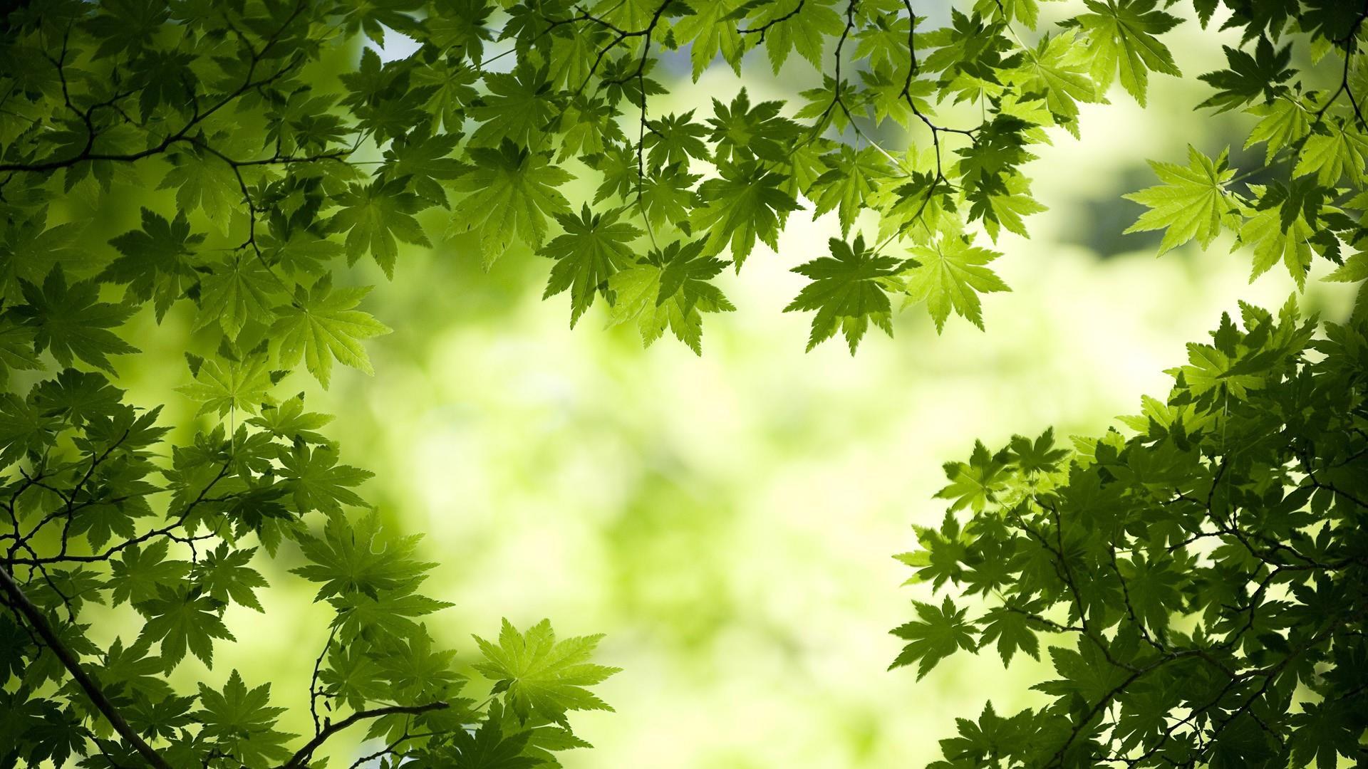 1920x1080 Green Maple Tree Leaves Wallpaper. Wallpaper Studio 10