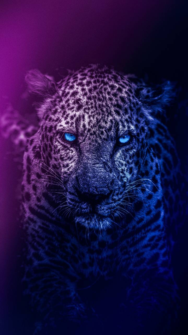 Neon Leopard Wallpapers - Top Free Neon Leopard Backgrounds 