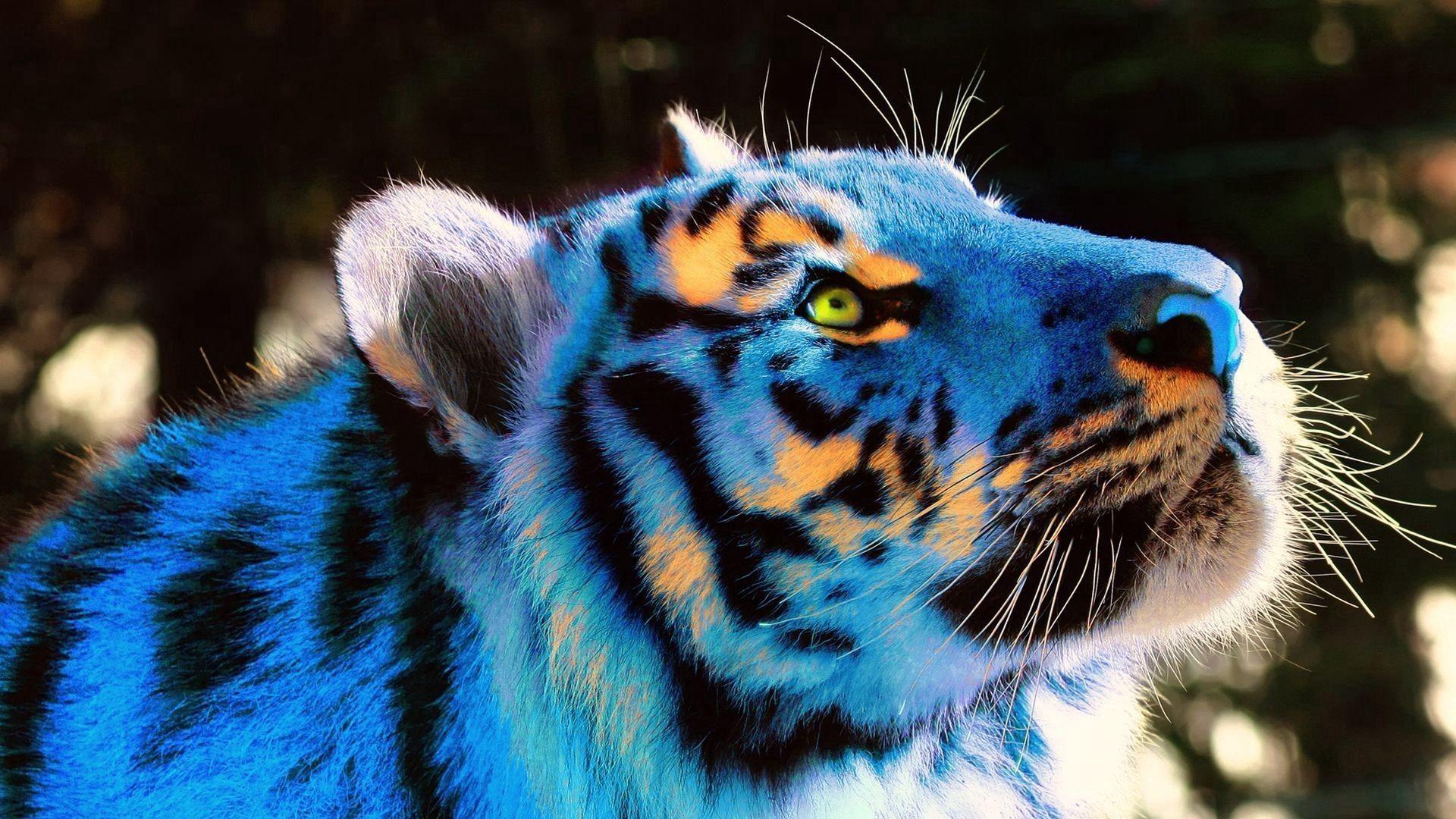 1920x1080 Download wallpaper 1920x1080 tiger, light, neon, lights, view full