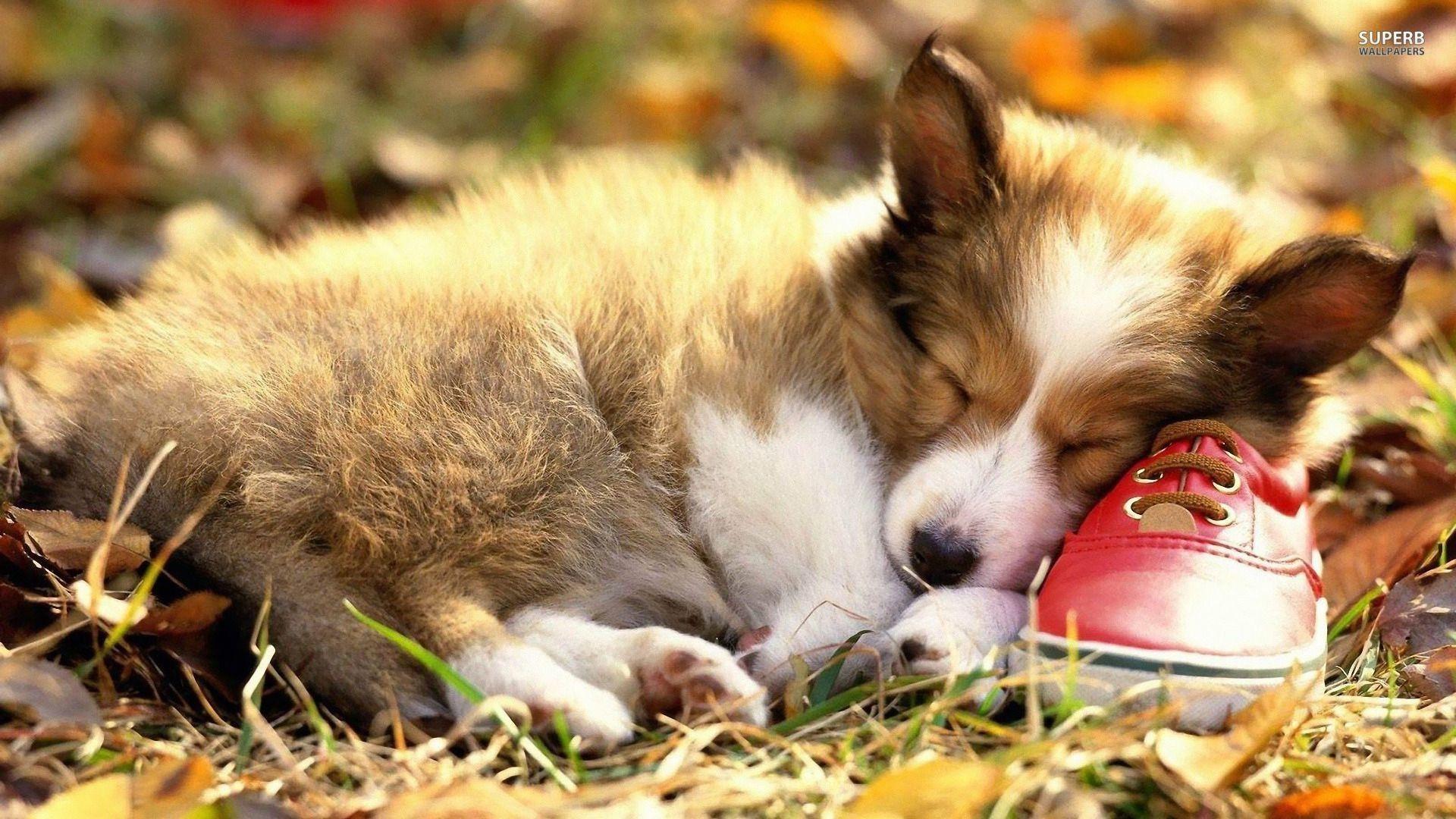 1920x1080 Lobster Corgi Wallpaper