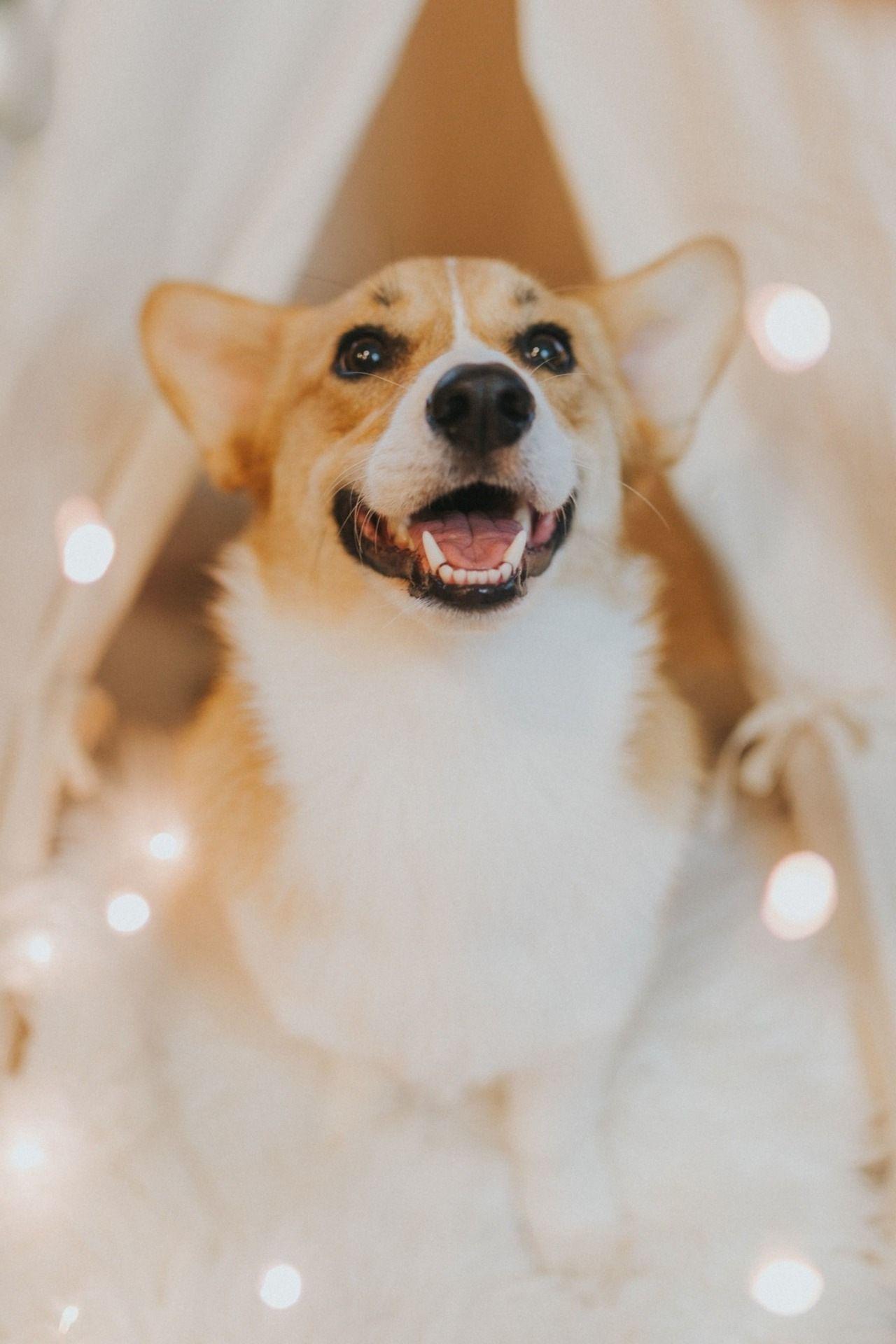 Cute Corgi Wallpaper Kawaii