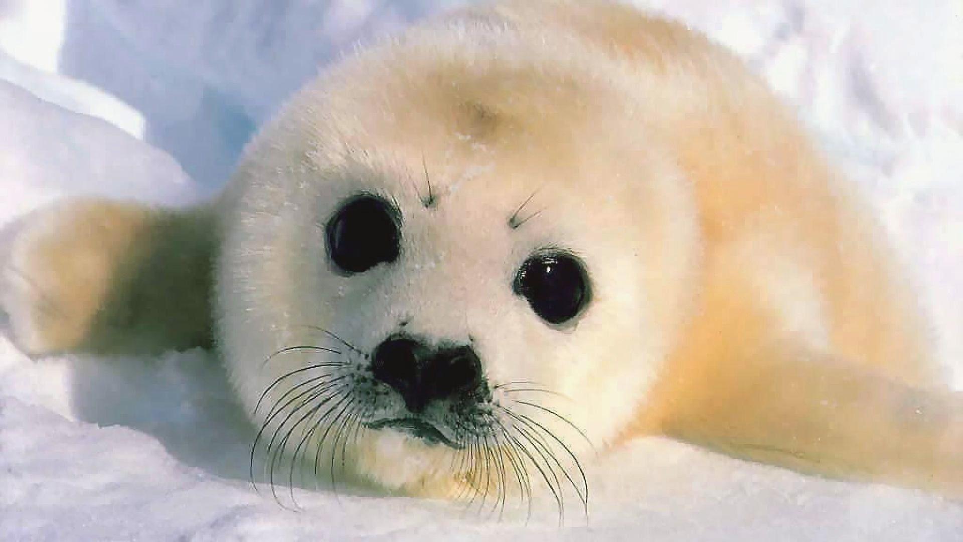 Seal Wallpapers Top Free Seal Backgrounds WallpaperAccess