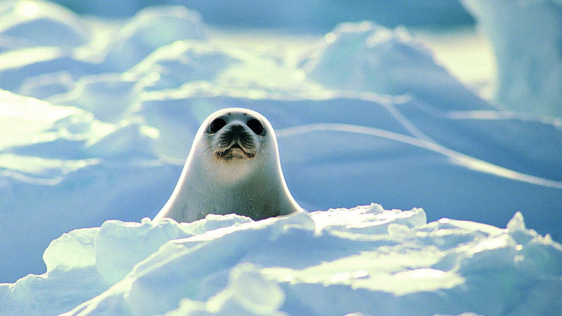 Seal Wallpapers Top Free Seal Backgrounds WallpaperAccess