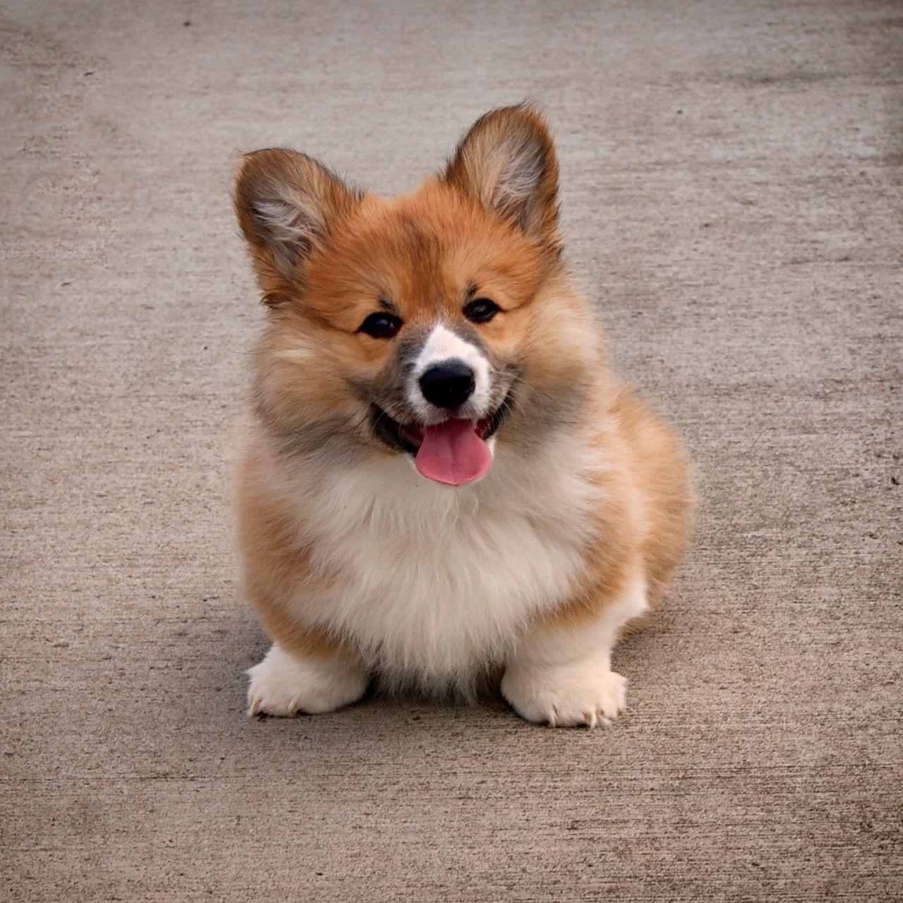 1280x1280 Download wallpaper 1280x1280 welsh corgi, puppy, dog, cute ipad