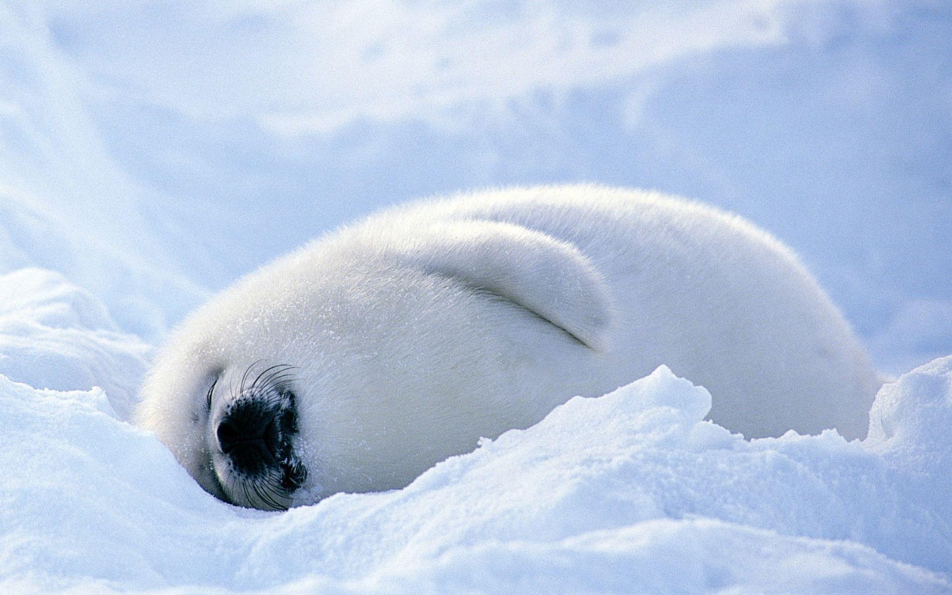 1920x1200 Seal Beach Wallpaper. Harp Seal