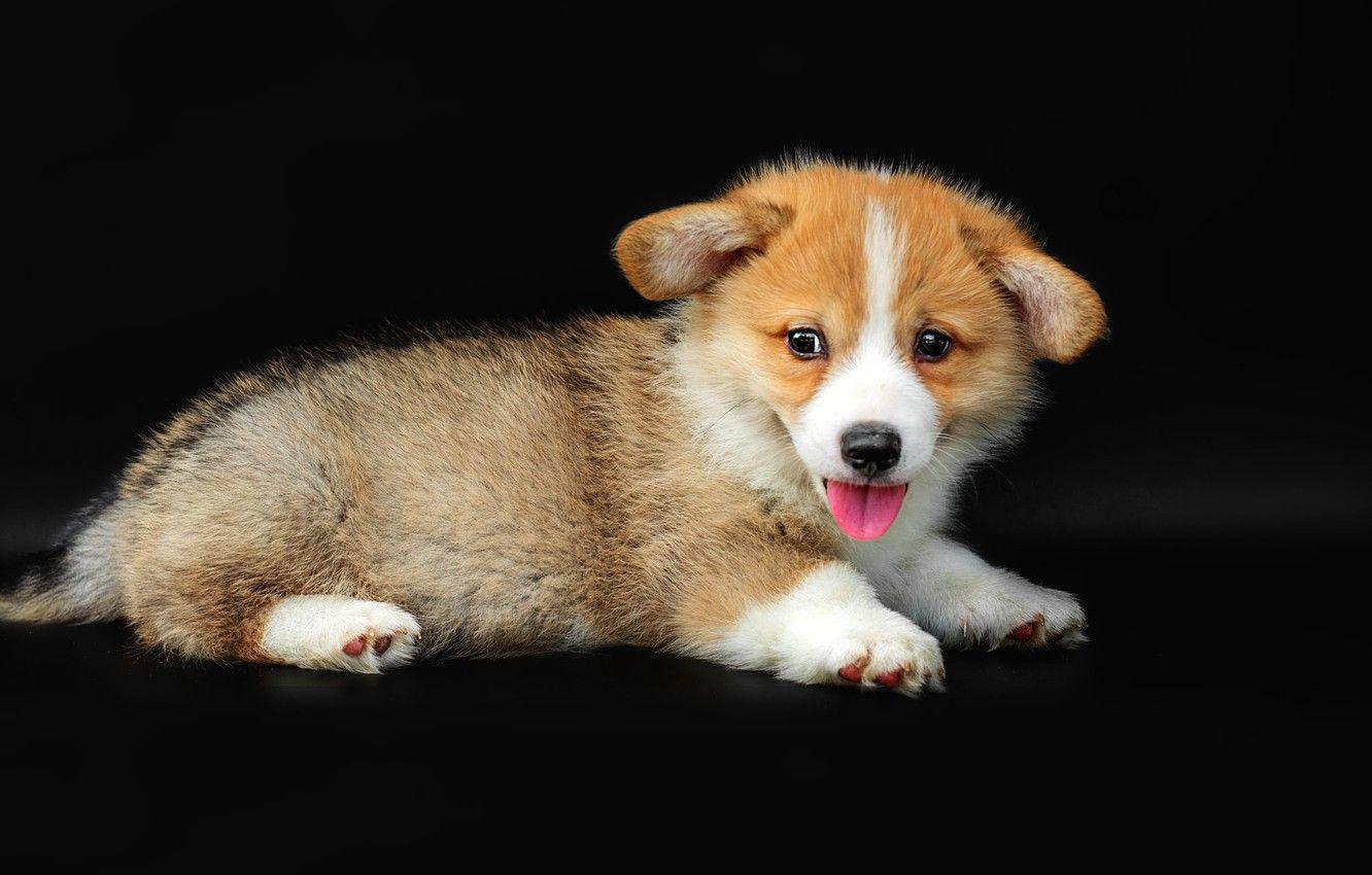 1332x850 Wallpaper language, pose, dog, cute, puppy, lies, black background