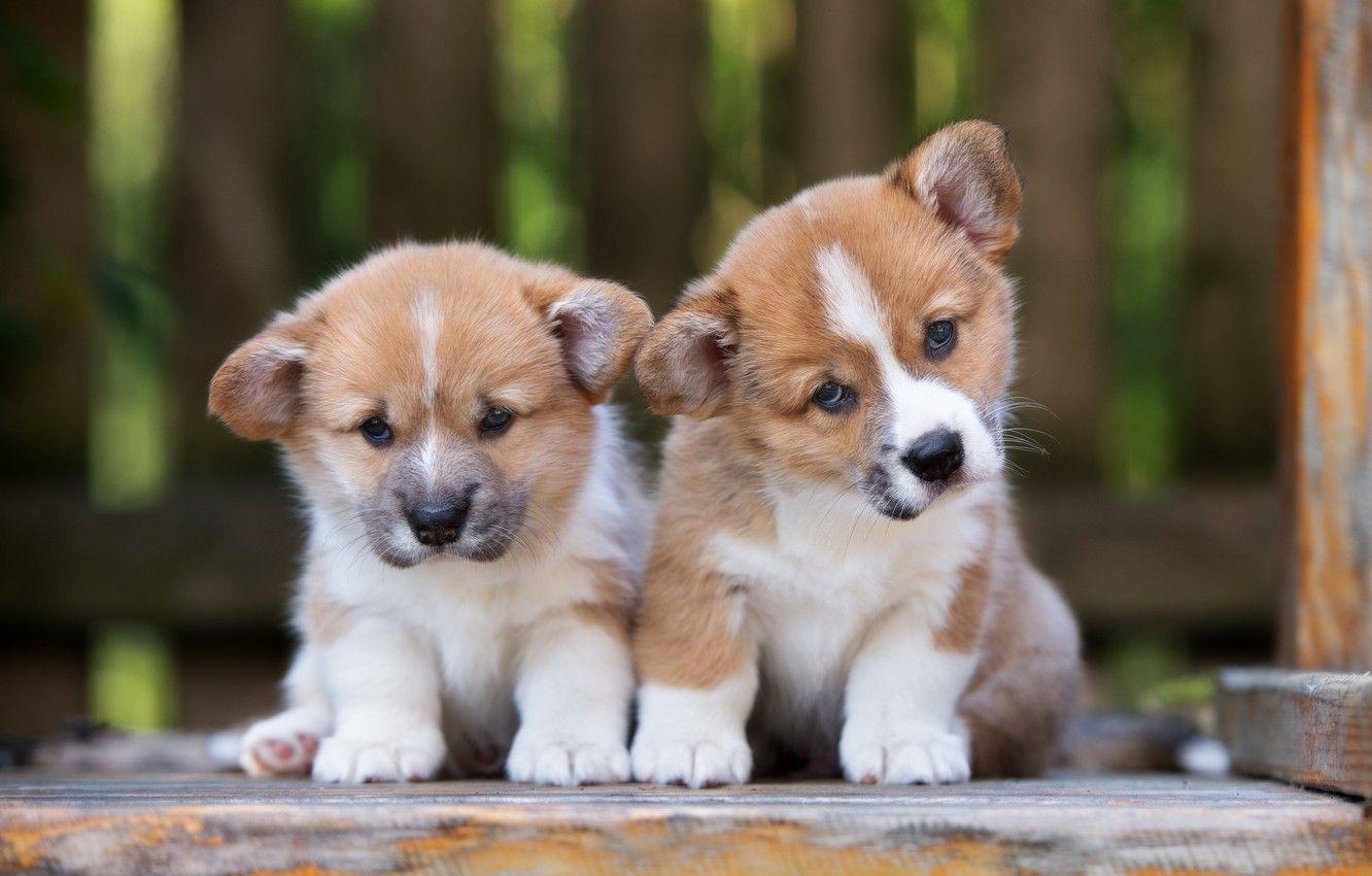 Cute Corgi Wallpapers - Top Free Cute Corgi Backgrounds - WallpaperAccess