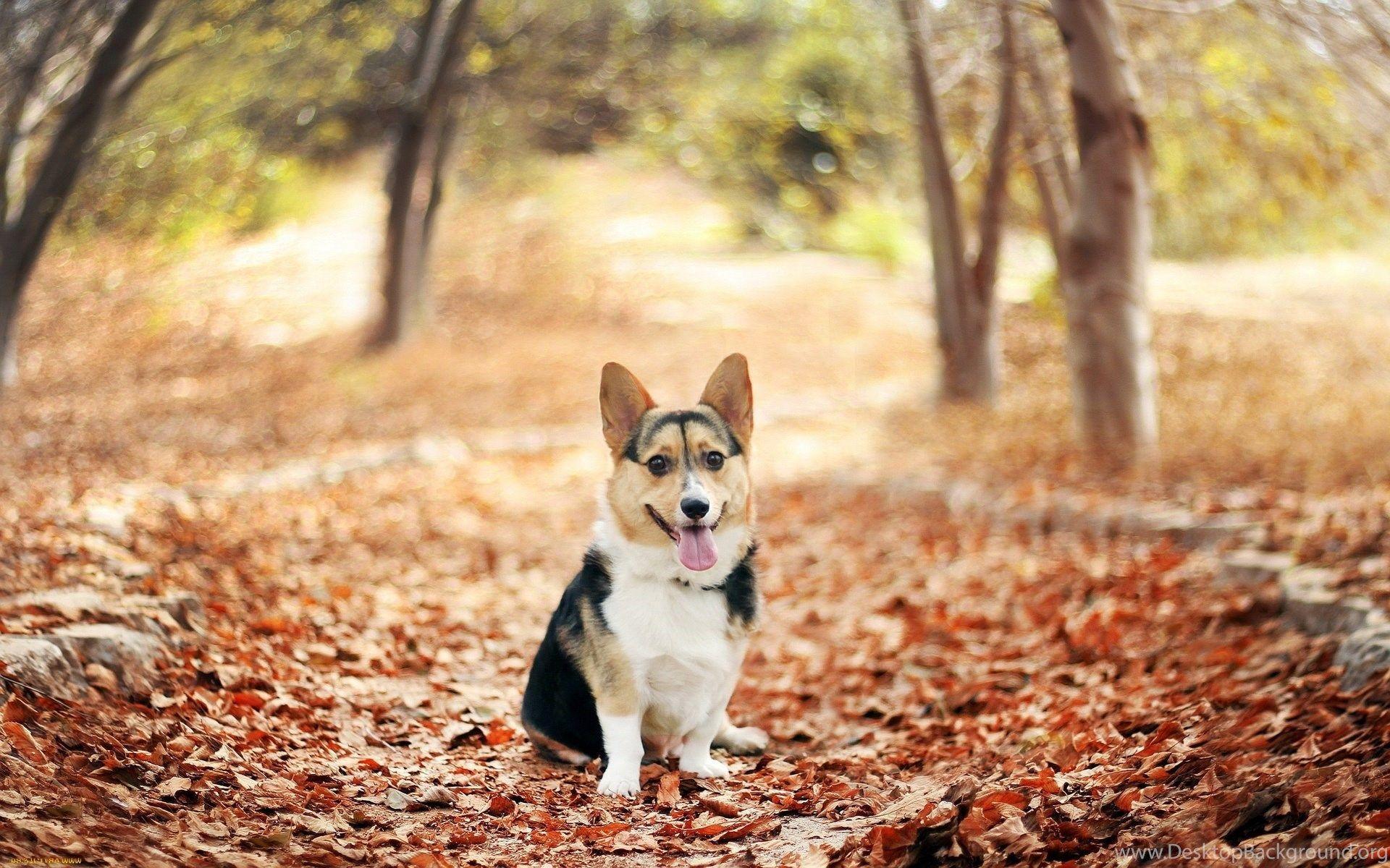 1920x1200 Cute Corgi Widescreen Wallpaper Desktop Background