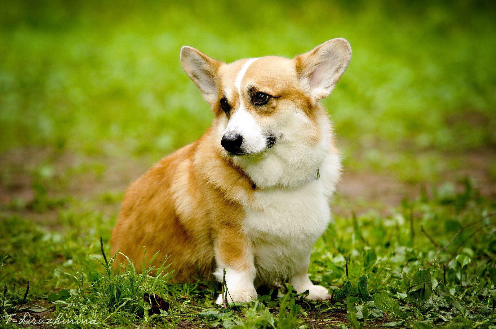 1600x1063 Welsh Corgi Wallpaper. Welsh Pegasus