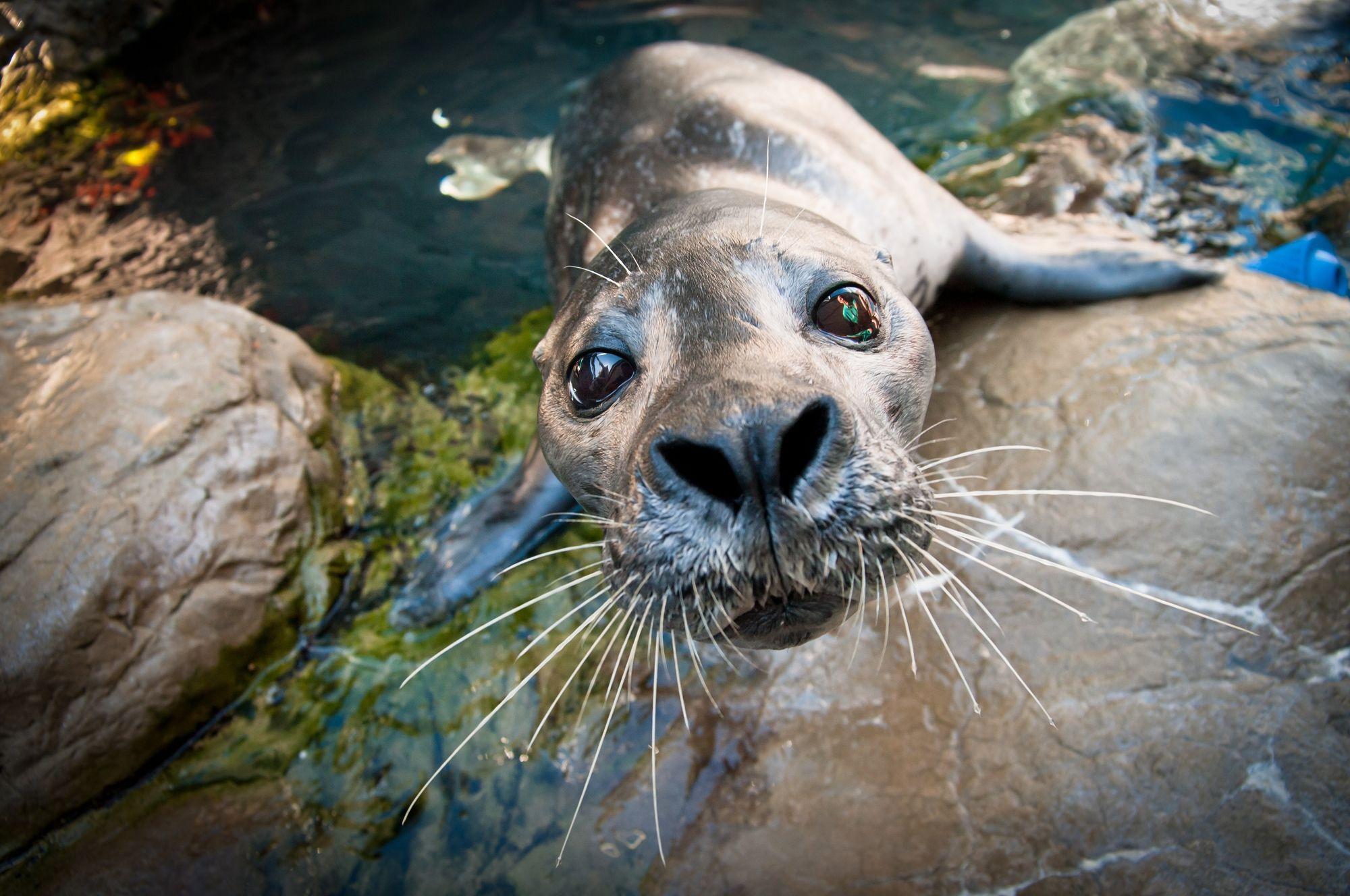 2000x1328 Seal Wallpaper Image Photo Picture Background