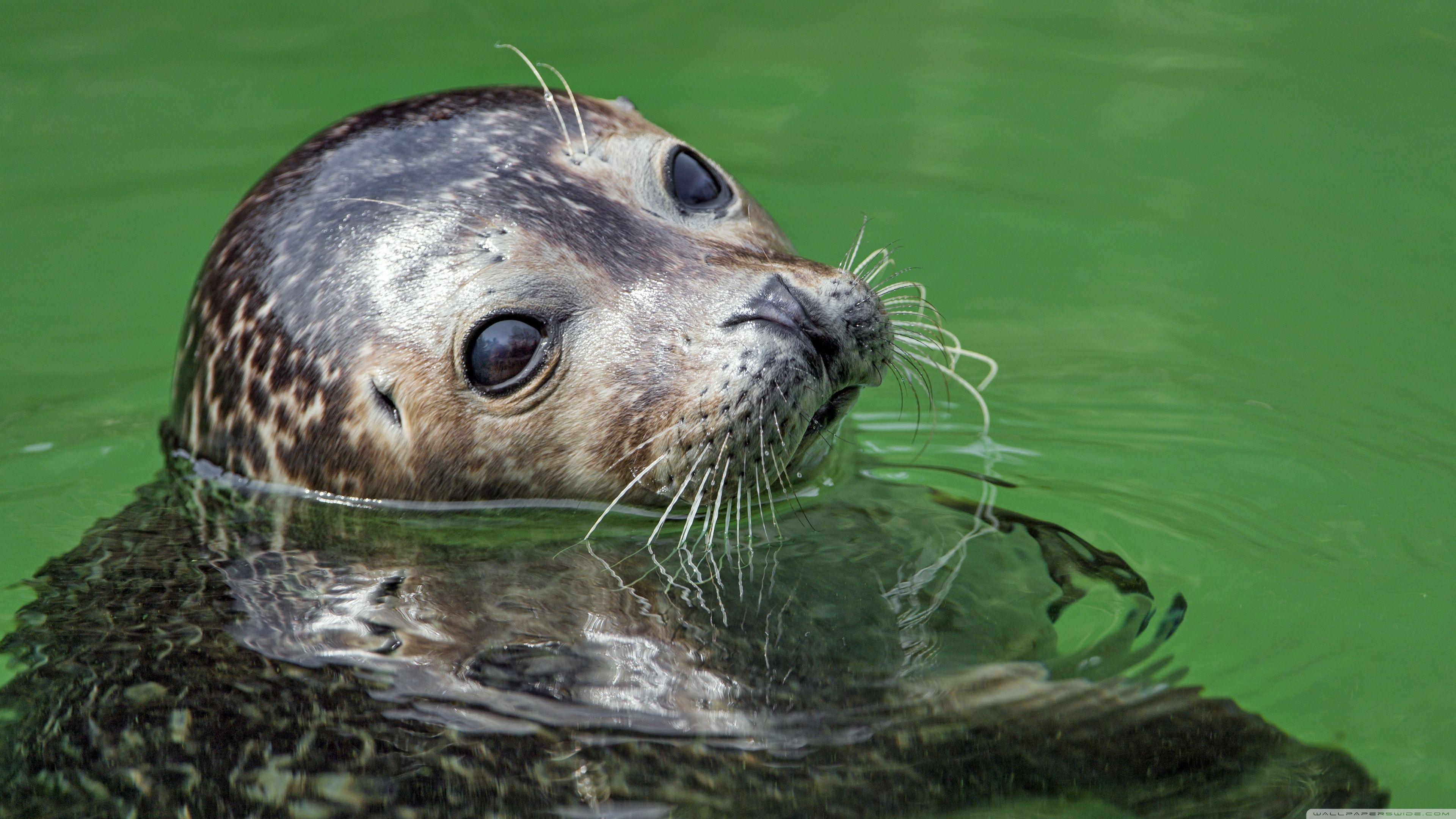 Seal Wallpapers Top Free Seal Backgrounds WallpaperAccess