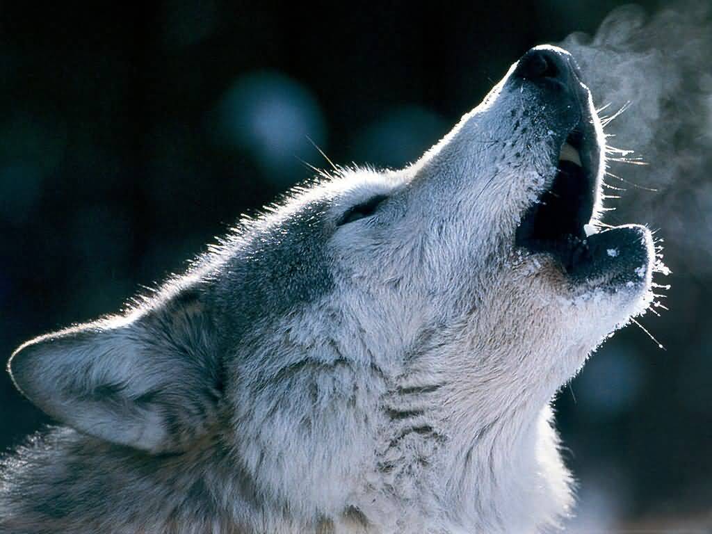 1024x768 Free Howling Wolf, Download Free Clip Art, Free Clip Art