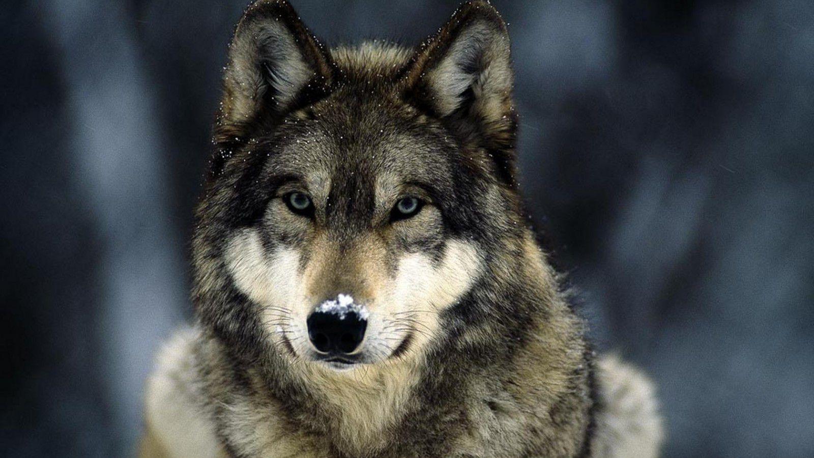 real wolf face