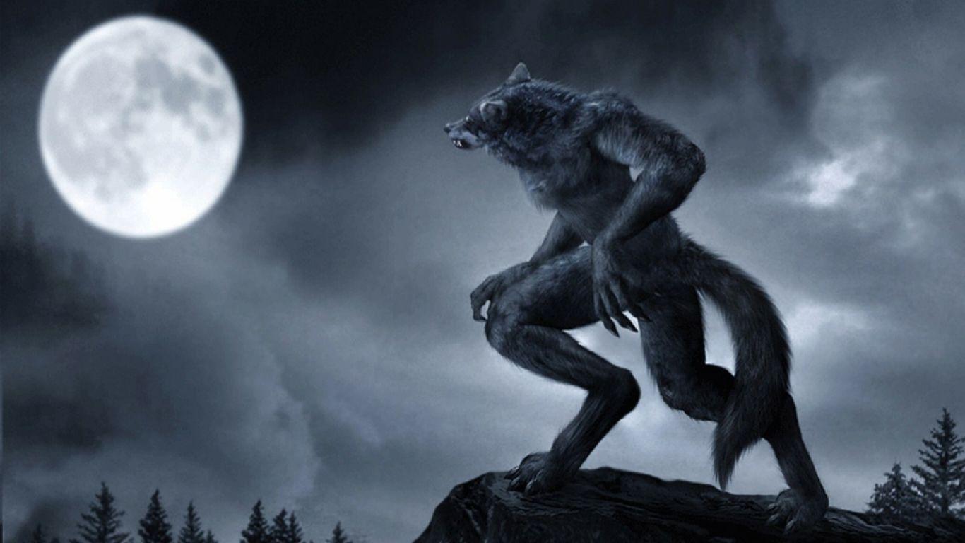 1366x768 Free HD Wolf Wallpaper