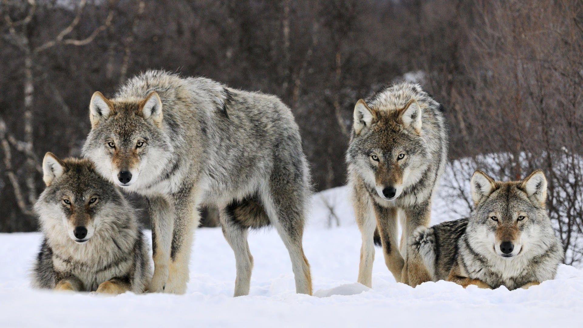 1920x1080 View topic pack realistic wolf rp, PLEASE LOOK AT THE