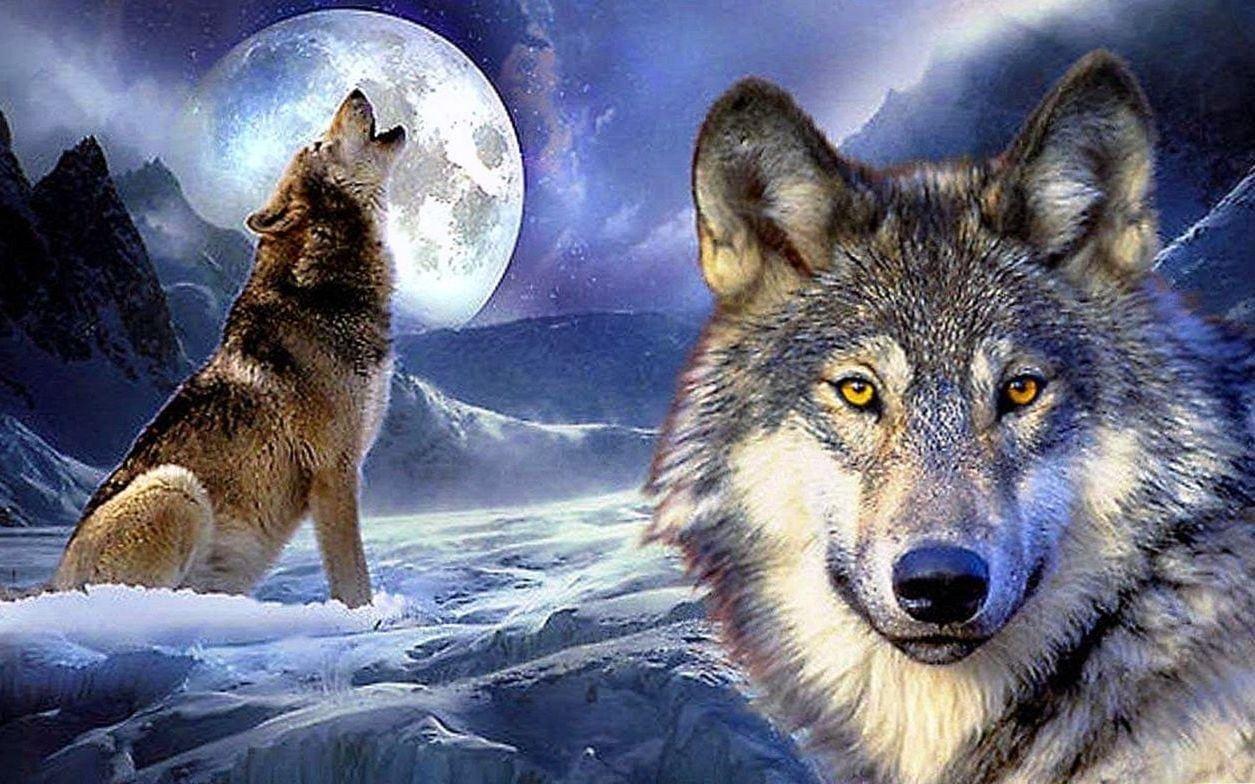 1255x784 The Grey Wolf Wallpaper Wallpaper.Pro