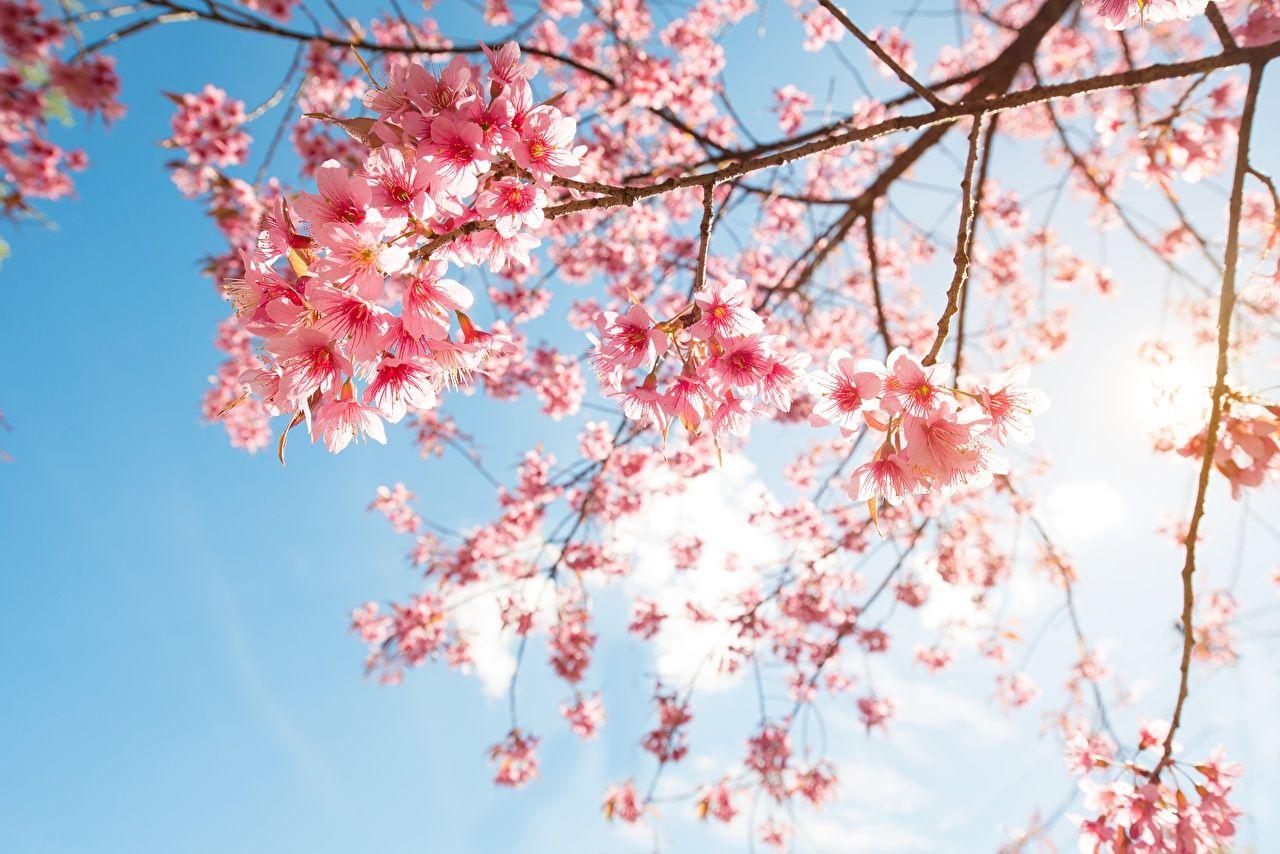 1280x854 Hình nền máy tính để bàn Sakura Thiên nhiên Chi nhánh Cây có hoa