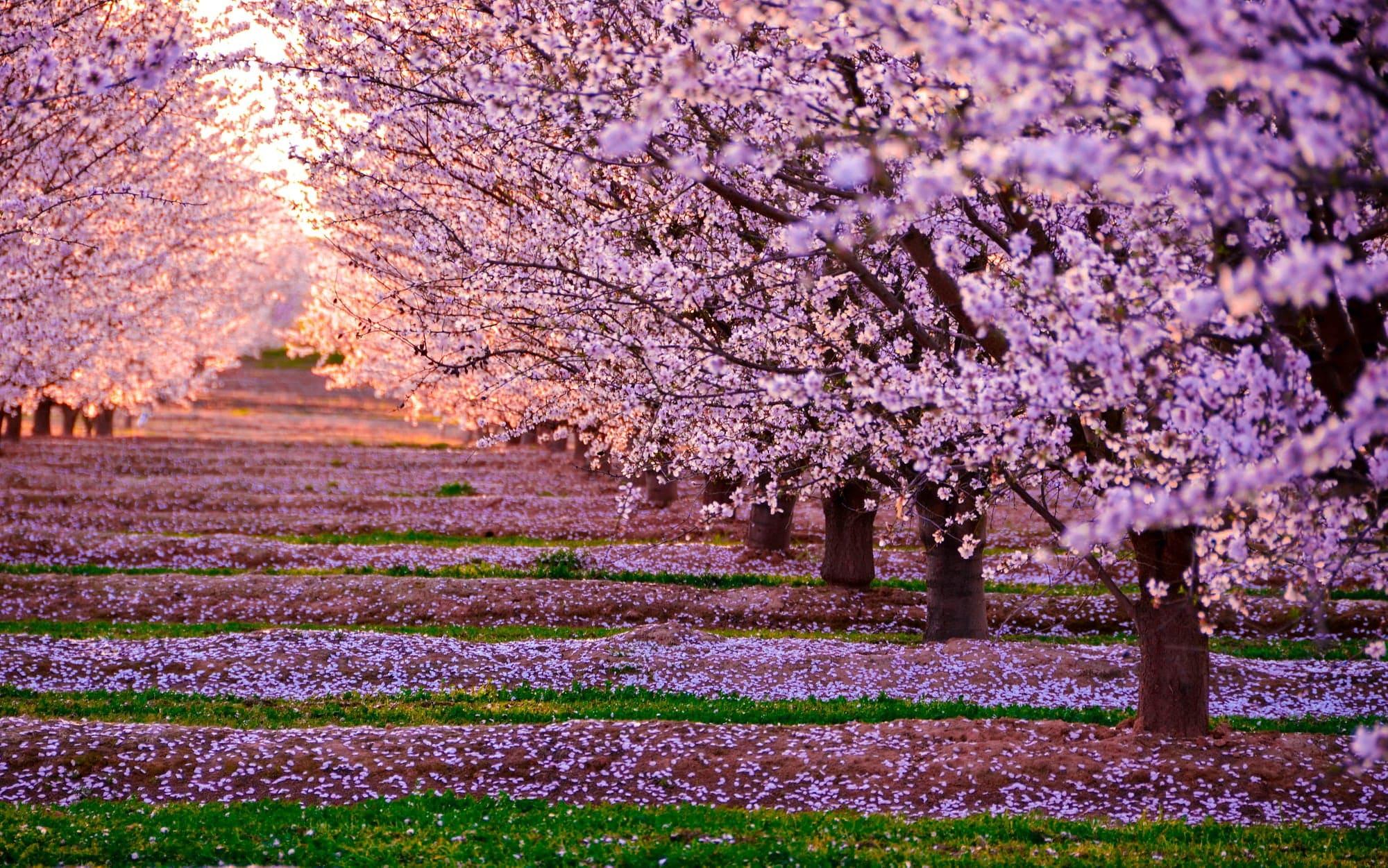 Hình nền HD 2000x1251 Cherry Blossom - Hình nền HD miễn phí tuyệt vời