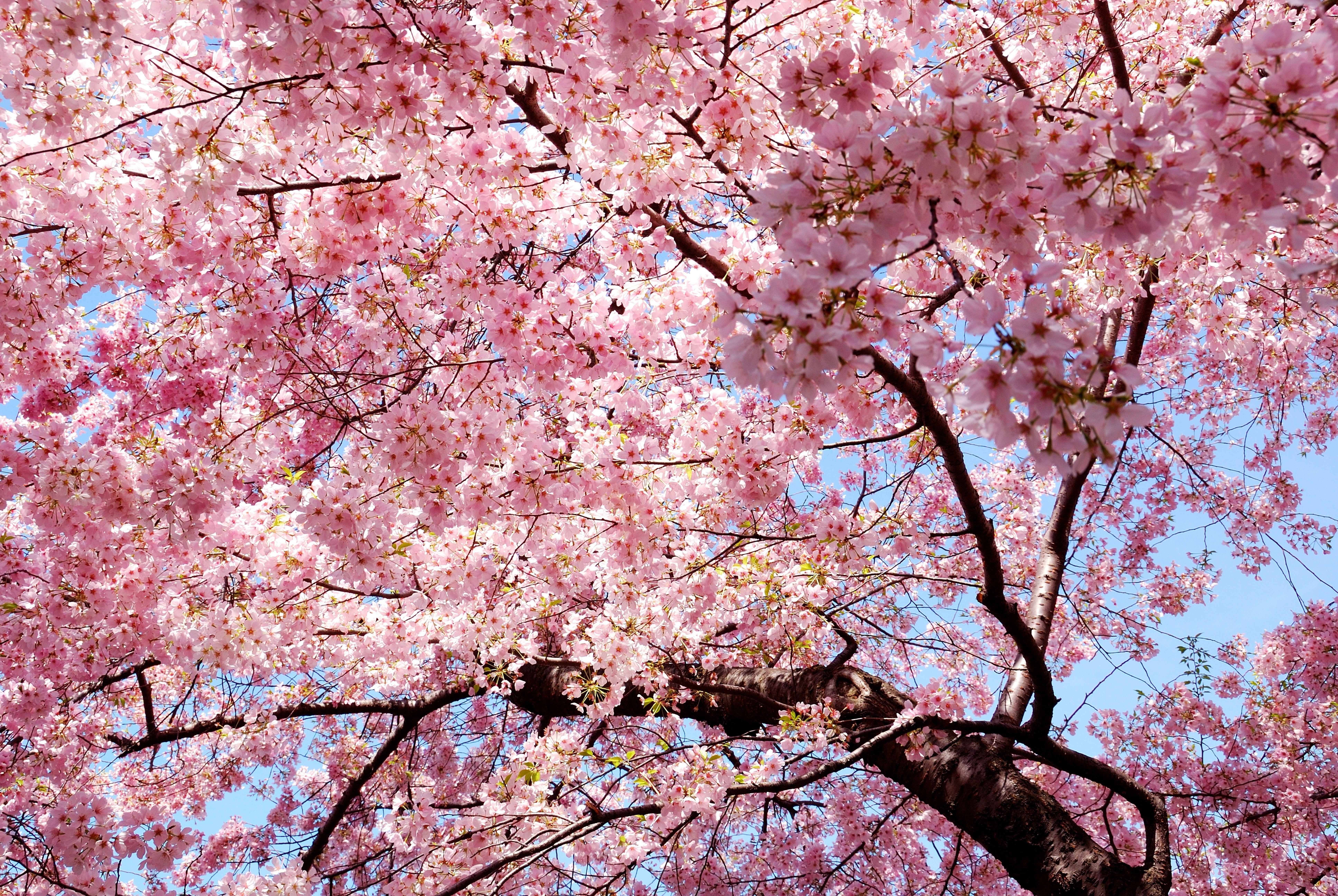 7744x5184 màu hồng, Cây, Thiên nhiên, Hoa mộc lan, Sakura Sakura Hình nền HD