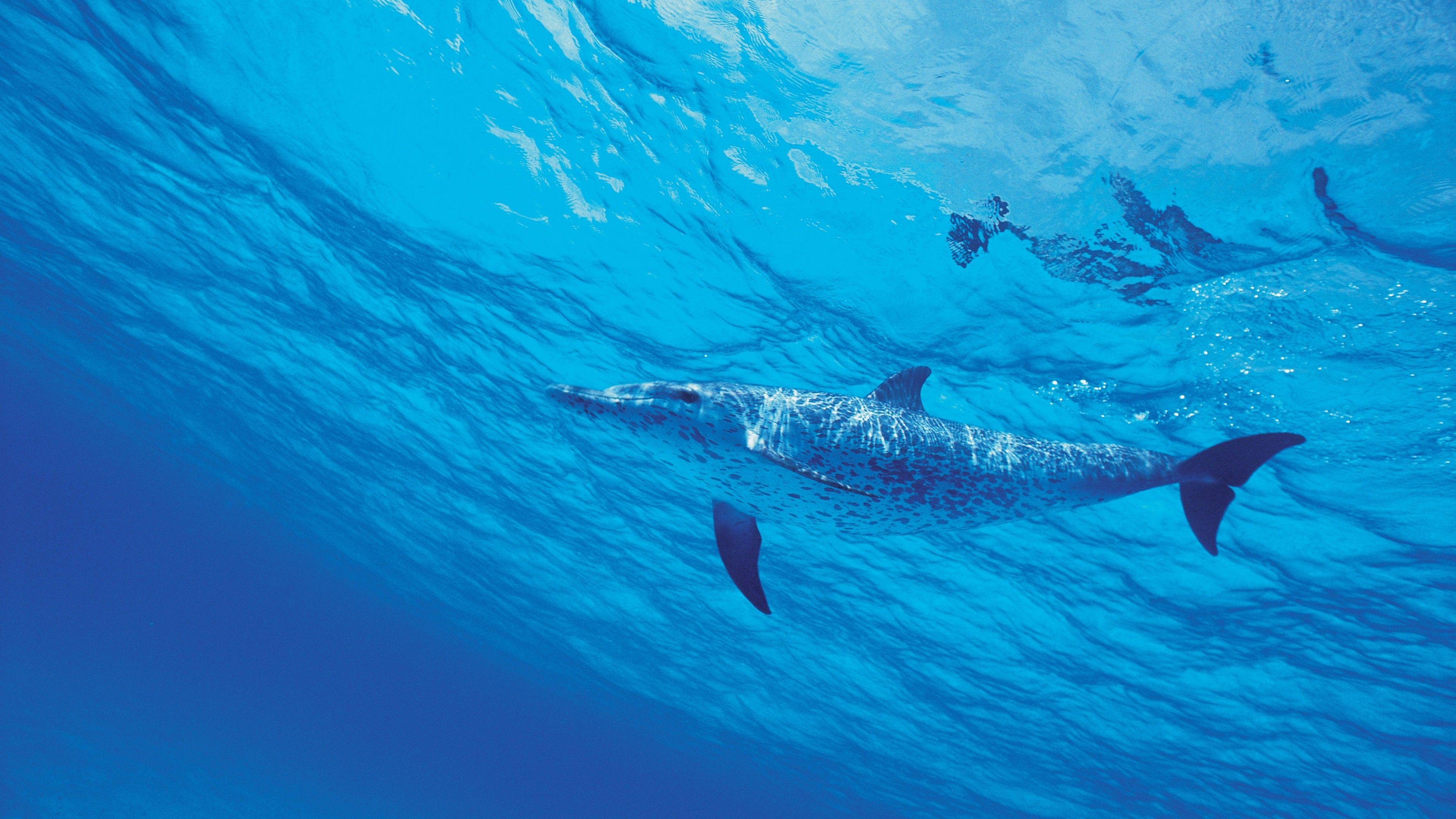 3840x2160 Wallpaper dolphin, underwater, 4k, Animals