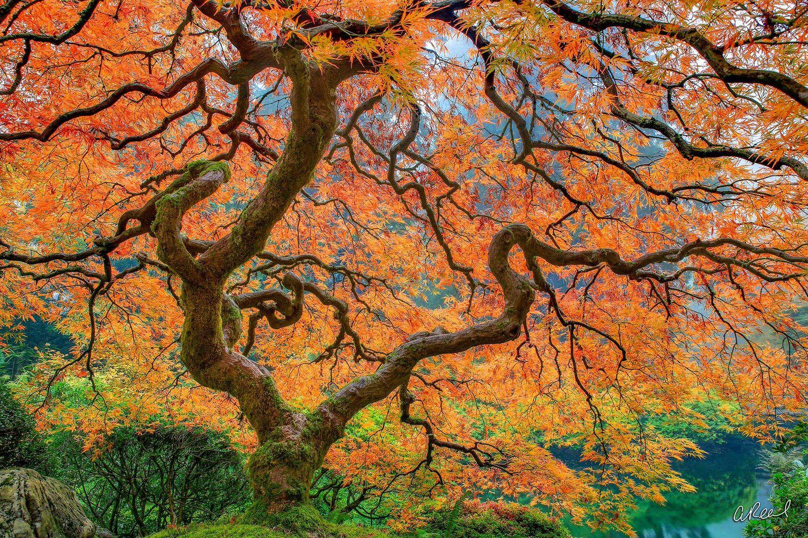 Peter Lik Desktop Wallpapers Top Free Peter Lik Desktop