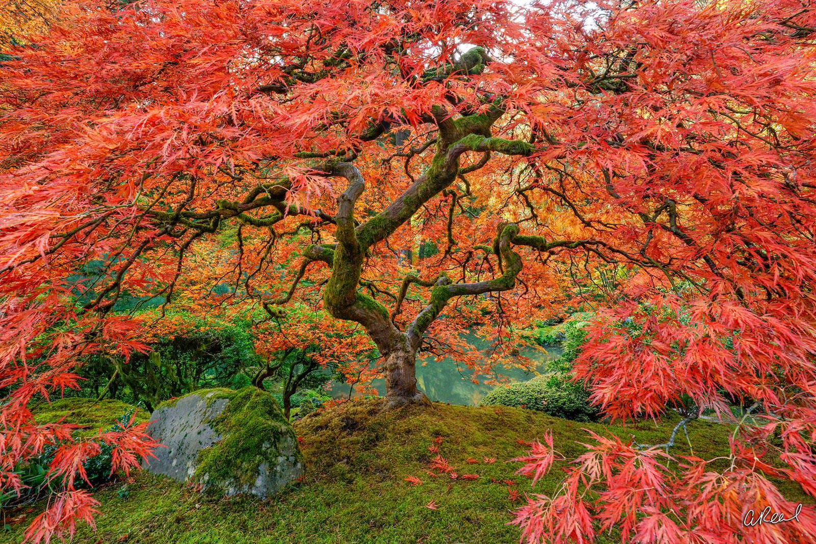 Peter Lik Desktop Wallpapers - Top Free Peter Lik Desktop Backgrounds ...