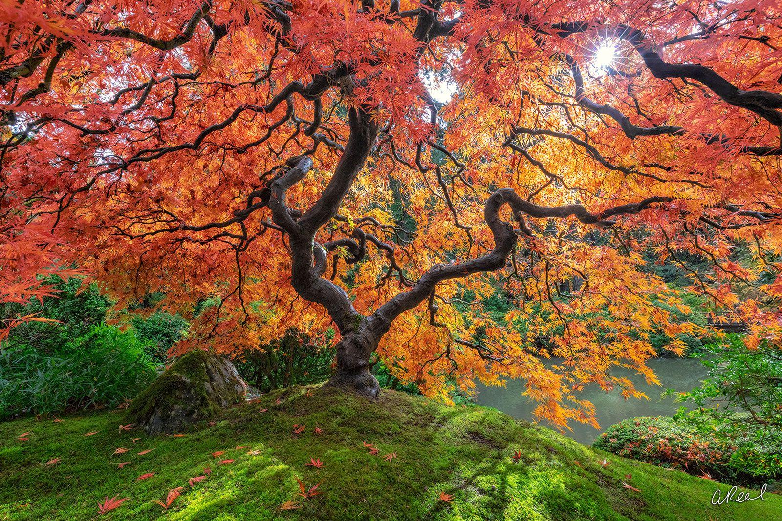 Peter Lik Desktop Wallpapers - Top Free Peter Lik Desktop Backgrounds ...