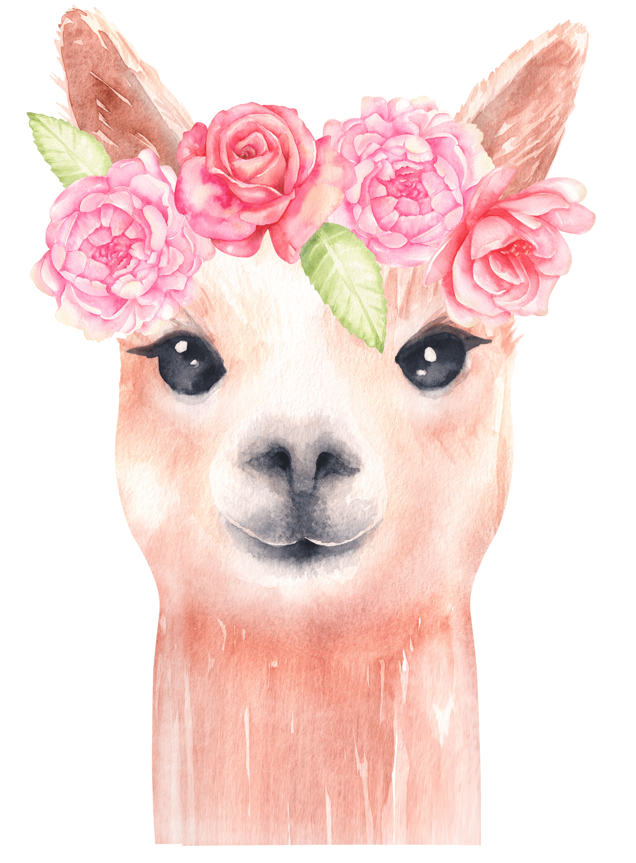 2210x3000 Aquarelle lama clipart, clipart animal mignon, aquarelle alpaga