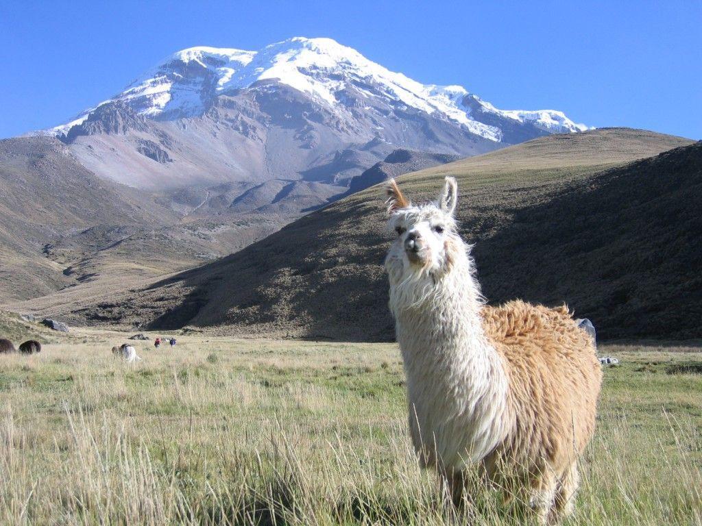 1024x768 Llamas Wallpaper