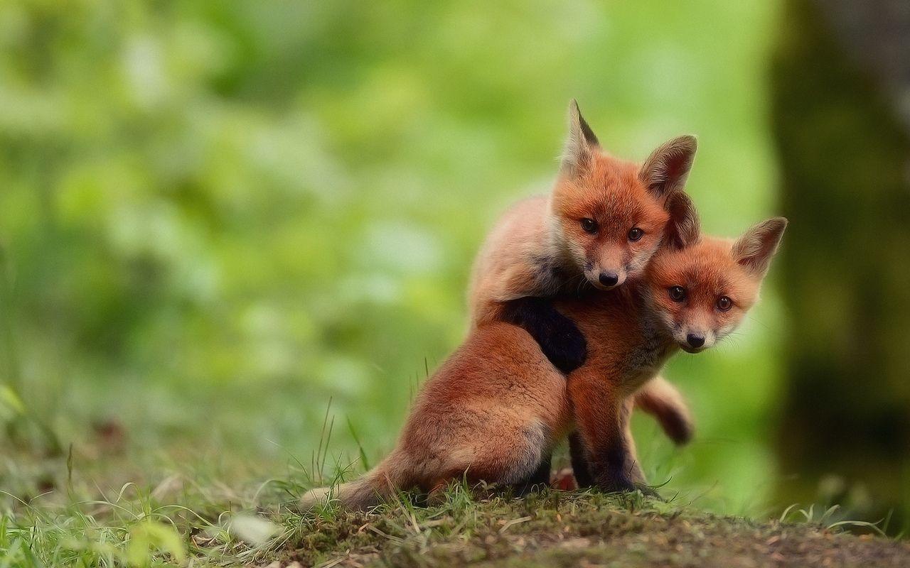 1280x800 Cute Baby Fox wallpaperx800