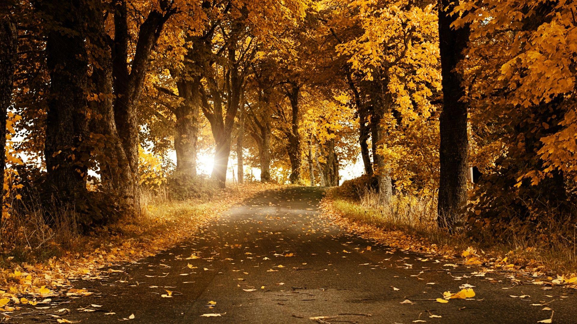 1920x1080 Autumn HD Wallpaperx1080