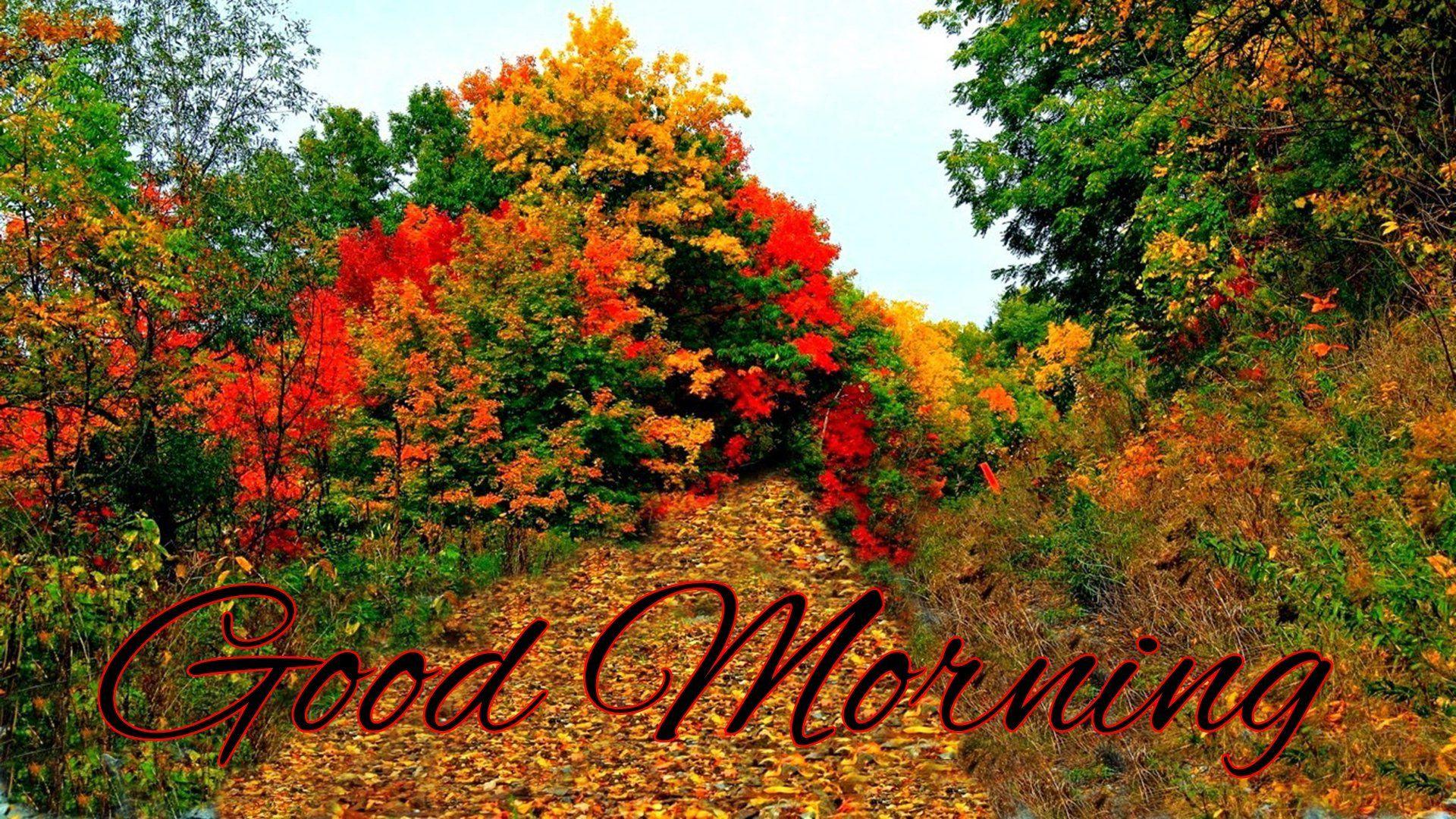 1920x1080 AUTUMN fall tree forest landscape nature leaves good morning