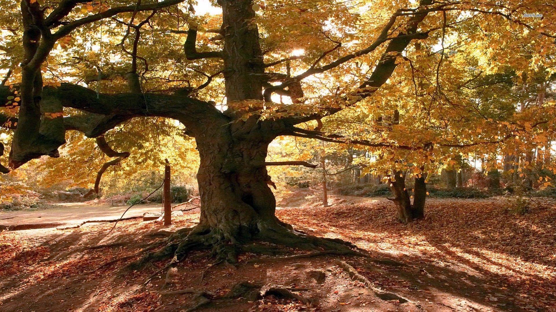 1920x1080 HD Tree Wallpaper Background For Free Download
