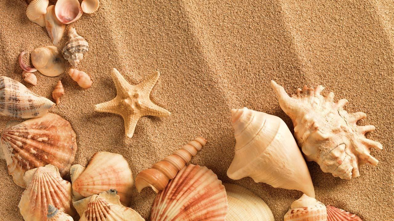 Shell on Beach Wallpaper  iPhone Android  Desktop Backgrounds