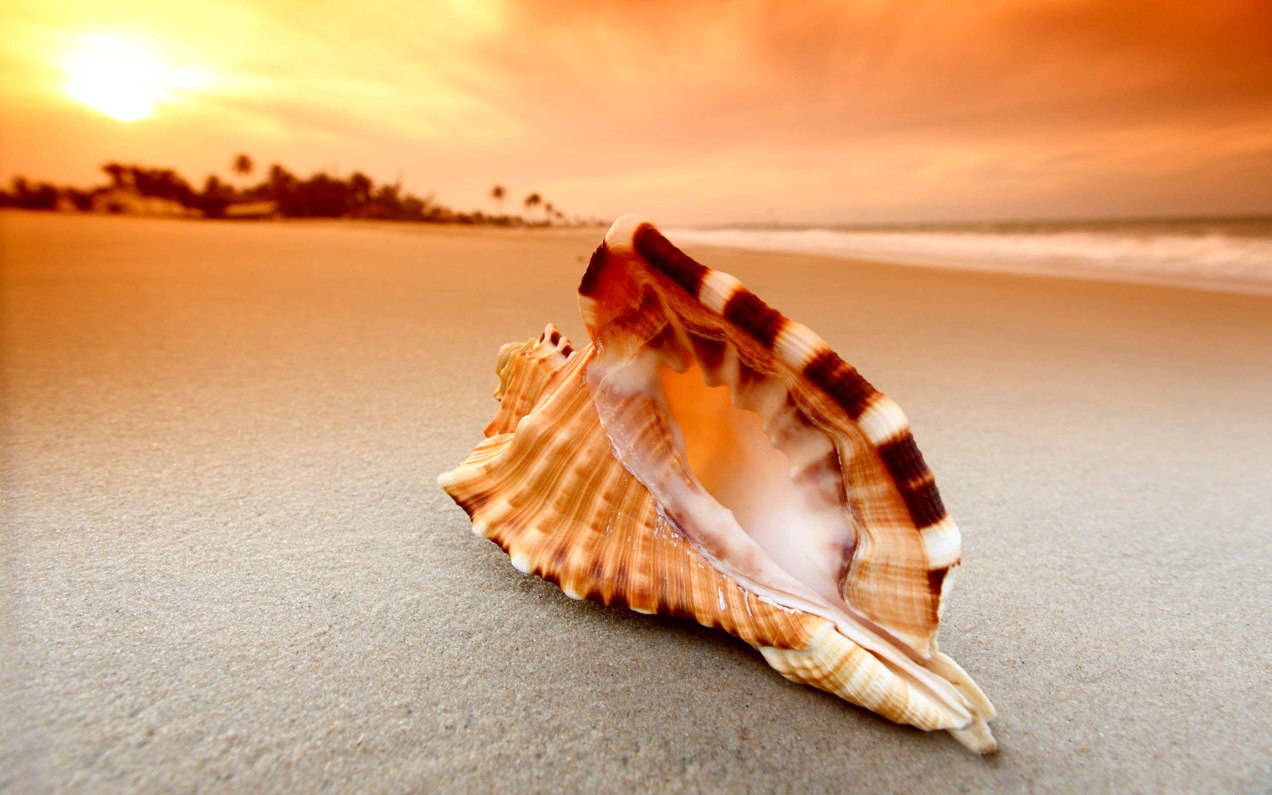 2560x1600 Shell Awesome HD Wallpaper 2015 (High Quality). HD cool